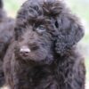 Low-shedding, intelligent Labradoodle puppies for sale, great for families.