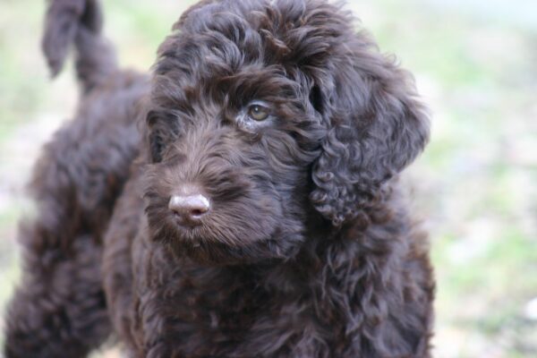 Low-shedding, intelligent Labradoodle puppies for sale, great for families.