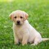 Loyal Labrador puppies for sale, friendly, social, and great with kids.