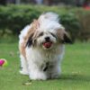 Playful Lhasa Apso puppies for sale, loyal, affectionate, and great with kids.