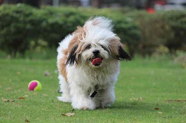 Playful Lhasa Apso puppies for sale, loyal, affectionate, and great with kids.