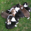 Healthy Beagle puppies for sale, loving and social, perfect for families.