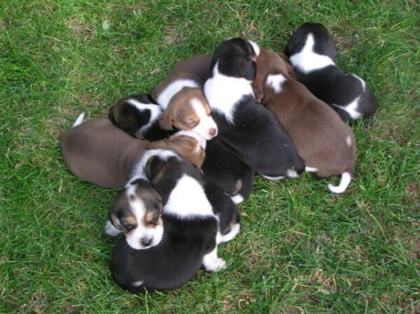 Healthy Beagle puppies for sale, loving and social, perfect for families.