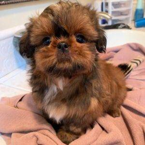 Adorable Shih Tzu puppies for sale in the USA, perfect furry companions at affordable prices.