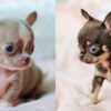 Intelligent and loyal Chihuahuas, ideal for apartments, low-maintenance, and easy to train.