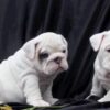 English Bulldog puppies for sale online, loyal and gentle companions.