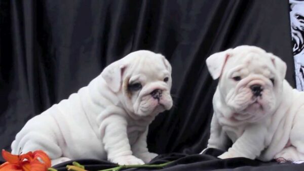 English Bulldog puppies for sale online, loyal and gentle companions.