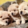 Chow Chow puppies for sale online, loyal companions, fluffy, and easy to train.