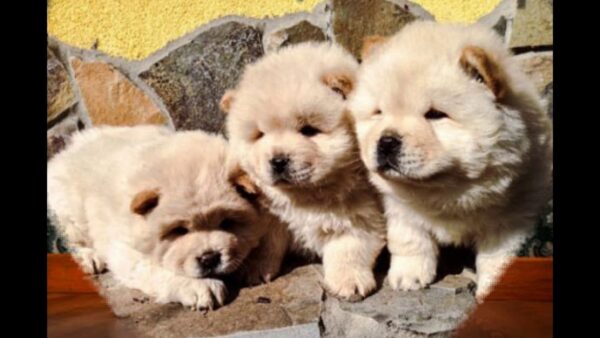 Chow Chow puppies for sale online, loyal companions, fluffy, and easy to train.