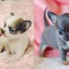 Intelligent and loyal Chihuahuas, ideal for apartments, low-maintenance, and easy to train.