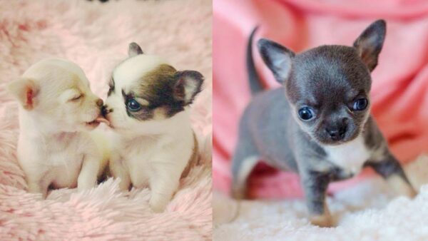 Intelligent and loyal Chihuahuas, ideal for apartments, low-maintenance, and easy to train.