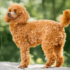 Loyal, smart Miniature Poodle puppies for sale, low-shedding and great for allergies.