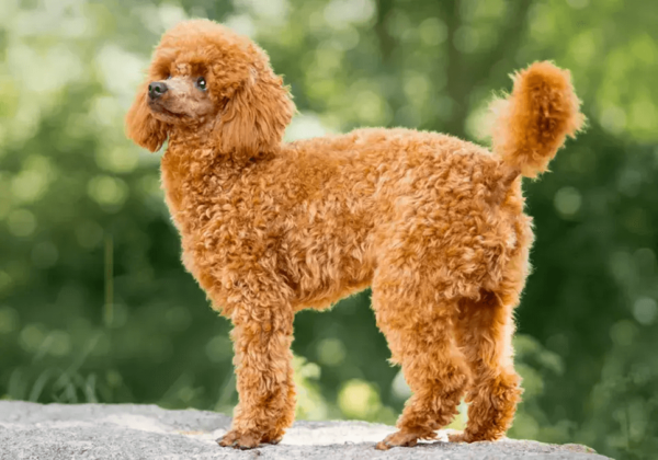 Loyal, smart Miniature Poodle puppies for sale, low-shedding and great for allergies.