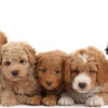 Low-shedding, intelligent Labradoodle puppies for sale, great for families.