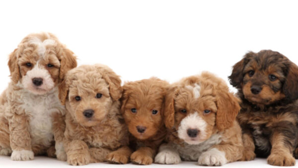 Low-shedding, intelligent Labradoodle puppies for sale, great for families.