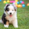 Intelligent and loyal Australian Shepherds, energetic dogs that love outdoor adventures with their owners.