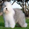 Affectionate Old English Sheepdog puppies for sale, loyal and family-friendly.