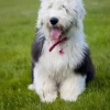 Affectionate Old English Sheepdog puppies for sale, loyal and family-friendly.