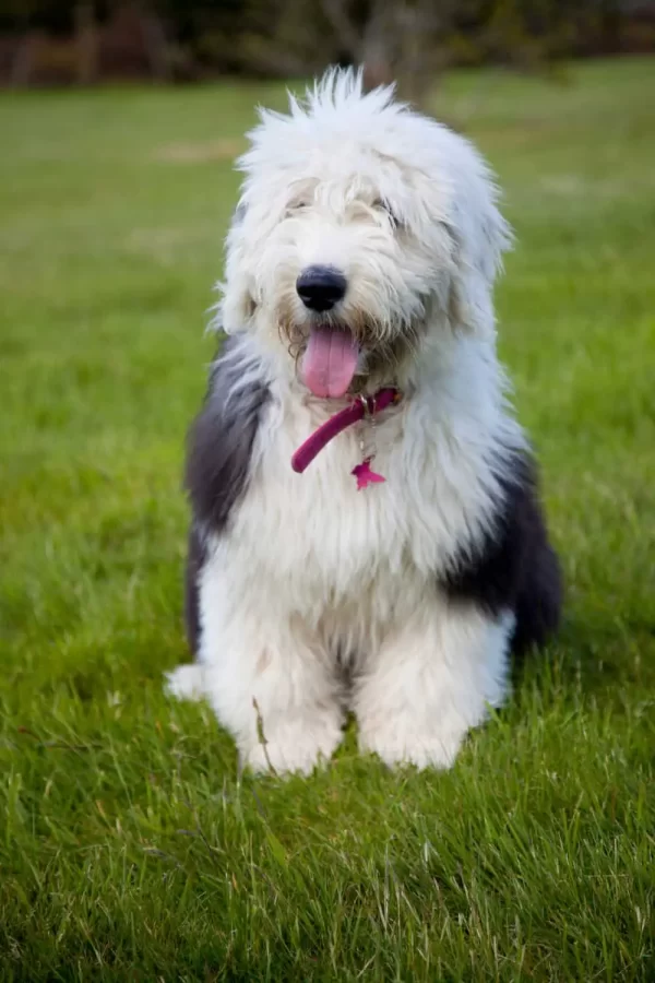 Affectionate Old English Sheepdog puppies for sale, loyal and family-friendly.