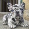 French Bulldog puppies for sale online, friendly, adaptable, and low-maintenance.