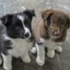 Border Collies for Sale Online