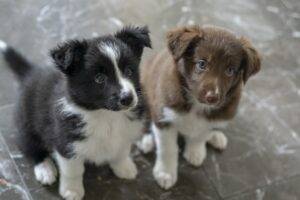 Border Collies for Sale Online