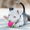Pedigree puppies