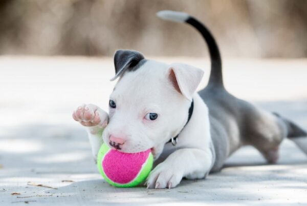 Pedigree puppies