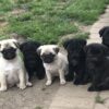 Online adoption of puppies