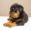 Loyal Rottweiler puppies for sale, intelligent and protective family pets.