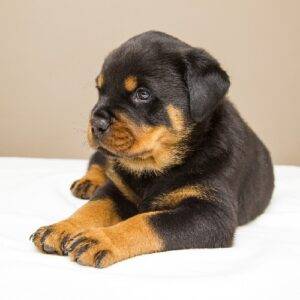 Loyal Rottweiler puppies for sale, intelligent and protective family pets.