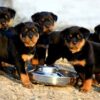 Loyal Rottweiler puppies for sale, intelligent and protective family pets.