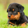 Loyal Rottweiler puppies for sale, intelligent and protective family pets.