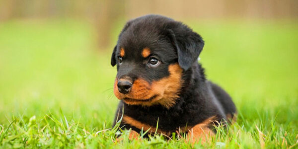 Loyal Rottweiler puppies for sale, intelligent and protective family pets.