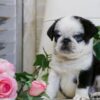 Online adoption of puppies