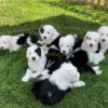 Affectionate Old English Sheepdog puppies for sale, loyal and family-friendly.