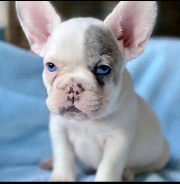 French Bulldog puppies for sale online, friendly, adaptable, and low-maintenance.