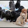 Adorable Shar Pei puppies for sale in the USA, calm and loyal companions.