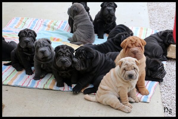 Adorable Shar Pei puppies for sale in the USA, calm and loyal companions.