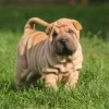 Adorable Shar Pei puppies for sale in the USA, calm and loyal companions.