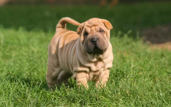 Adorable Shar Pei puppies for sale in the USA, calm and loyal companions.