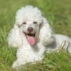 Loyal, smart Miniature Poodle puppies for sale, low-shedding and great for allergies.