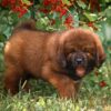 ibetan Mastiff puppies for sale, loyal and protective family guardians.