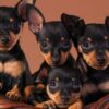 Loyal, intelligent Miniature Pinscher puppies for sale, energetic and low-maintenance.