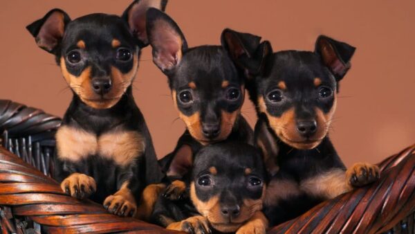 Loyal, intelligent Miniature Pinscher puppies for sale, energetic and low-maintenance.