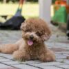 Small, intelligent Teacup Toy Poodle puppies for sale, ideal companions.