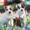 Online adoption of puppies