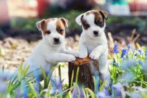 Online adoption of puppies