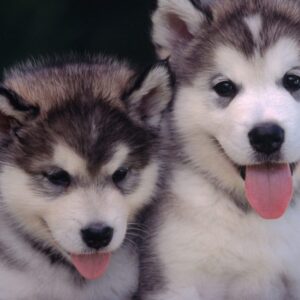 High-energy Alaskan Malamutes needing exercise, ideal for experienced owners with space to roam.