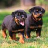 Loyal Rottweiler puppies for sale, intelligent and protective family pets.